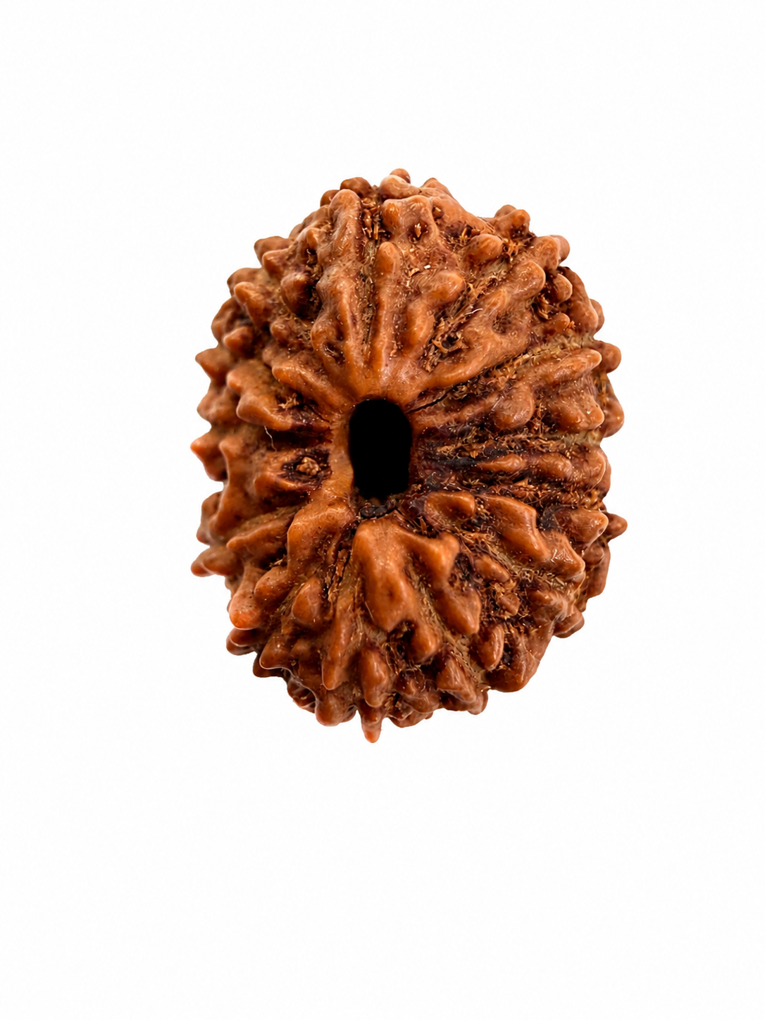 14 Mukhi Rudraksh (14mm +) Indonesian