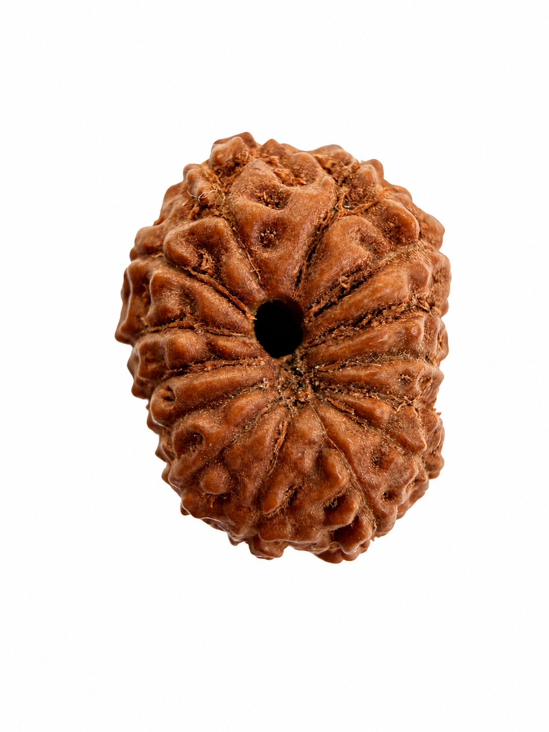 14 Mukhi Rudraksh (14mm +) Indonesian