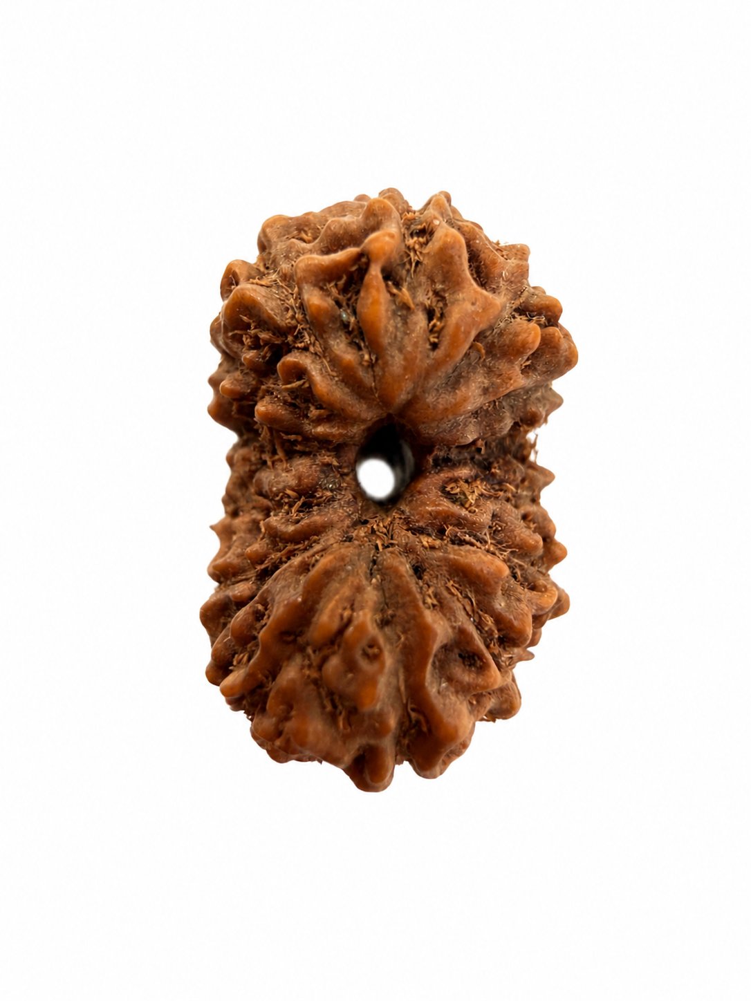 14 Mukhi Rudraksh (14mm +) Indonesian