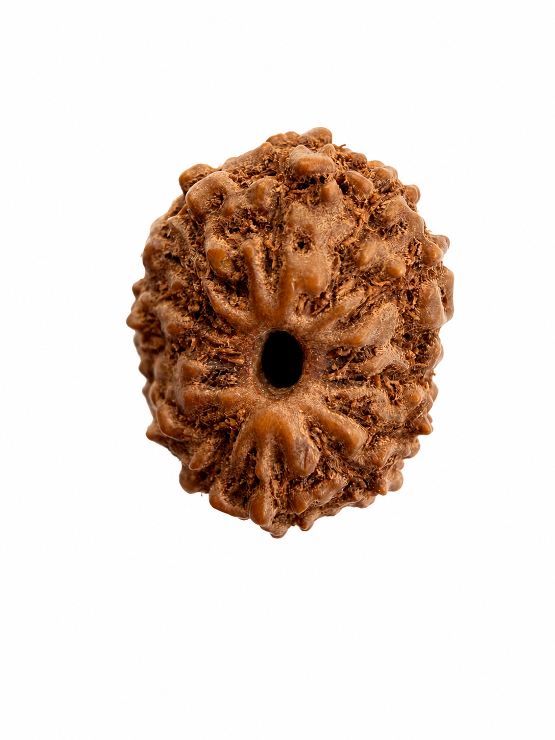 14 Mukhi Rudraksh (14mm +) Indonesian