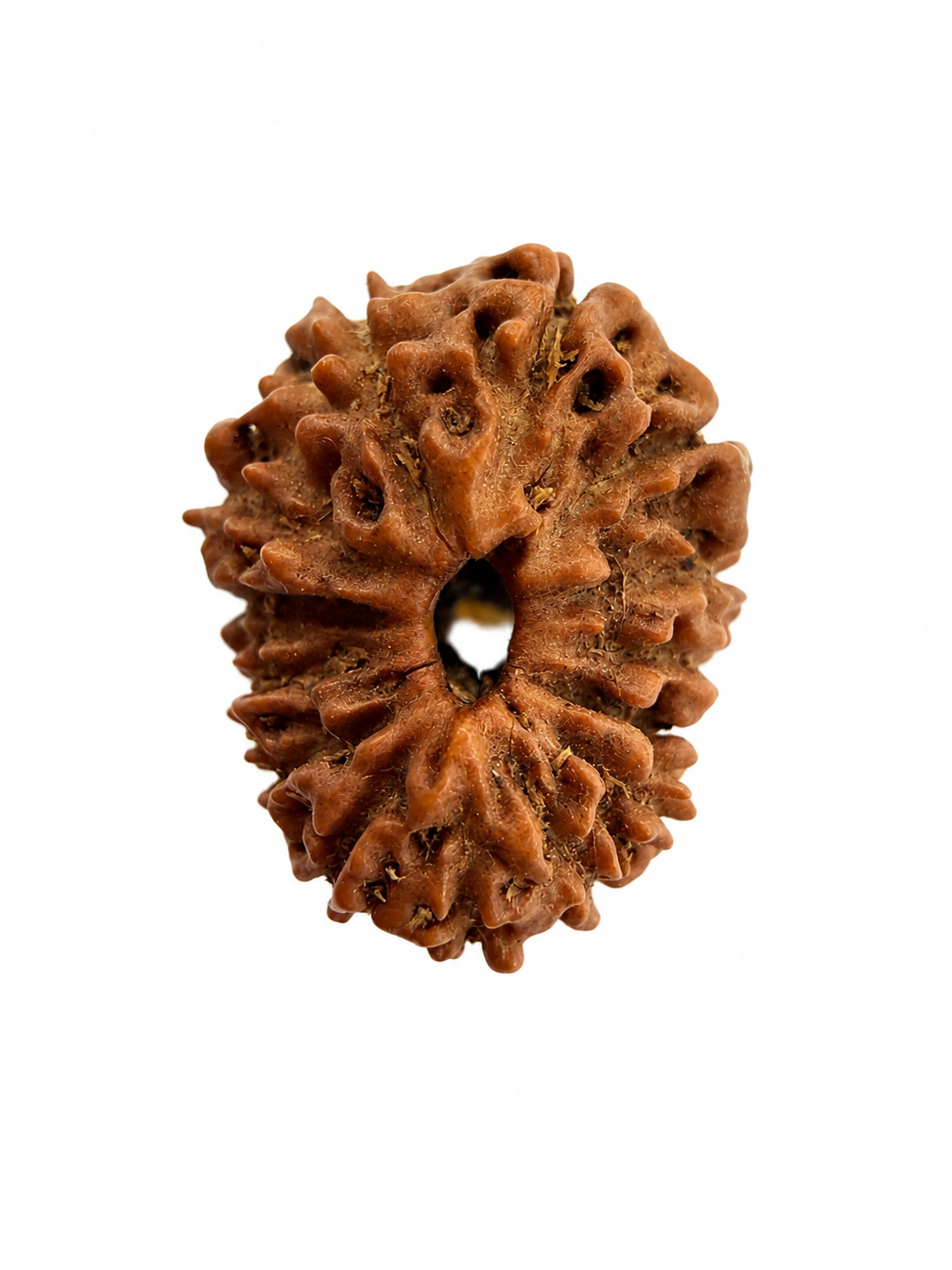 14 Mukhi Rudraksh (14mm +) Indonesian