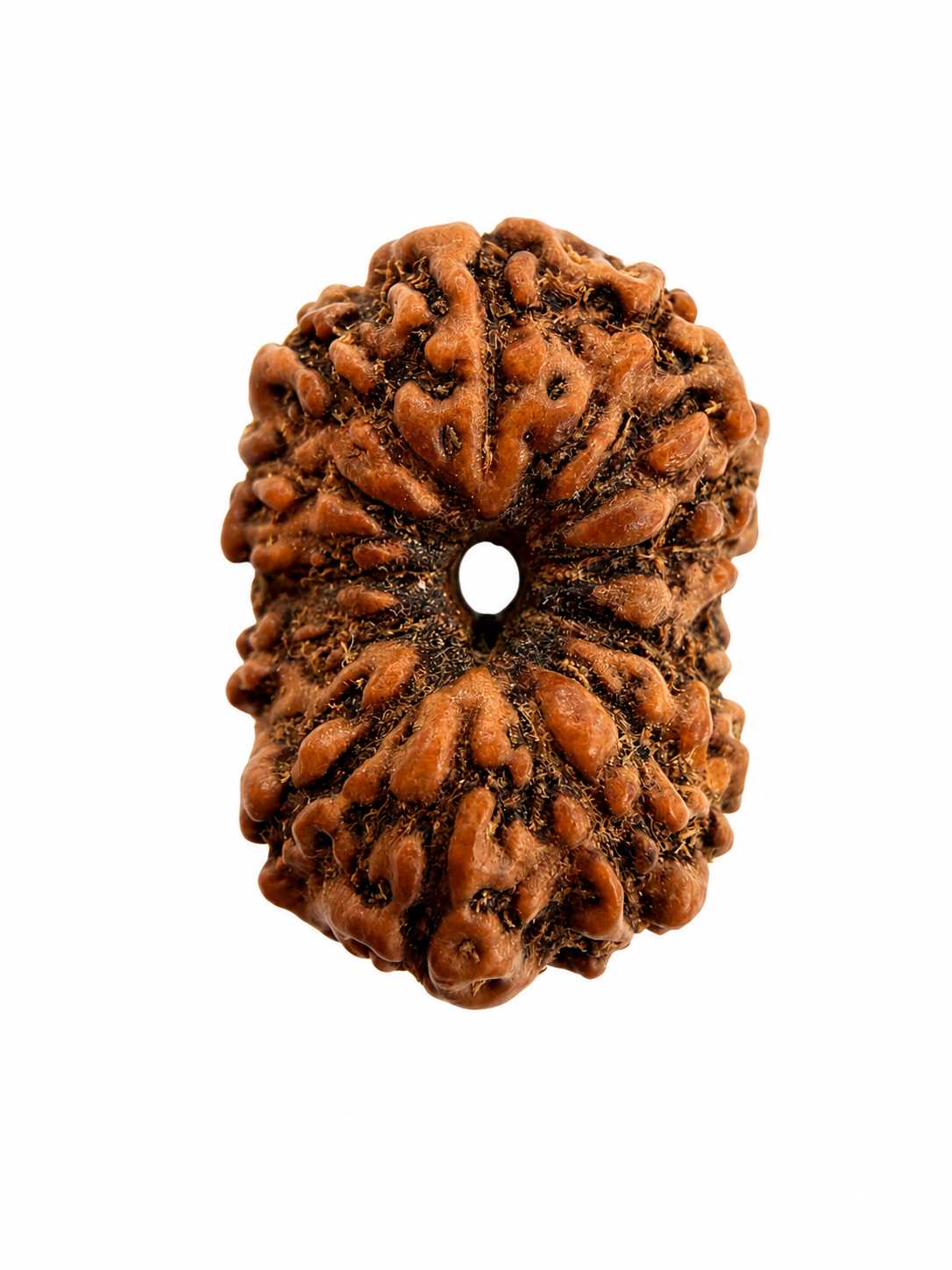 14 Mukhi Rudraksh (14mm +) Indonesian