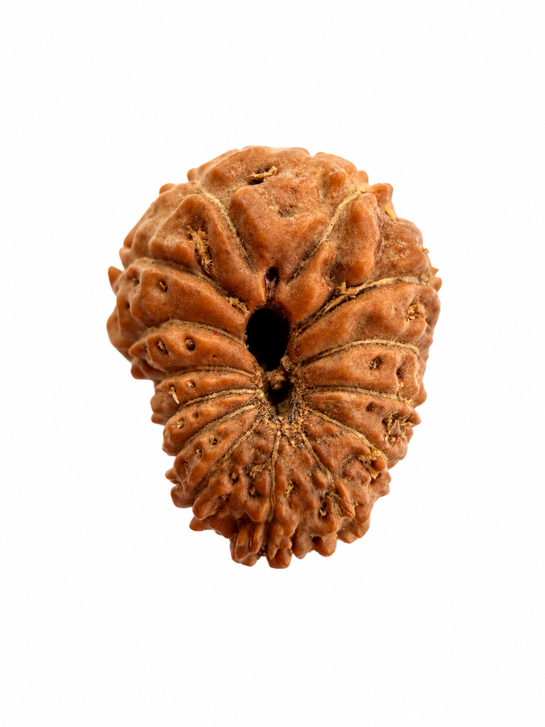 14 Mukhi Rudraksh (14mm +) Indonesian