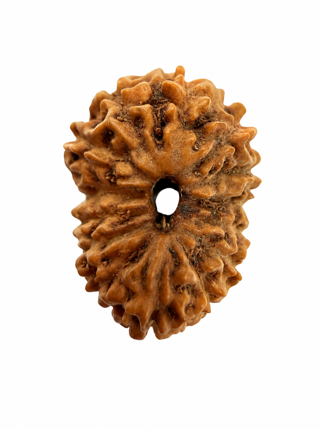 14 Mukhi Rudraksh (14mm +) Indonesian