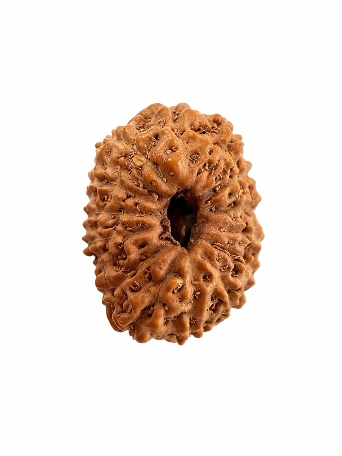 14 Mukhi Rudraksh (14mm +) Indonesian