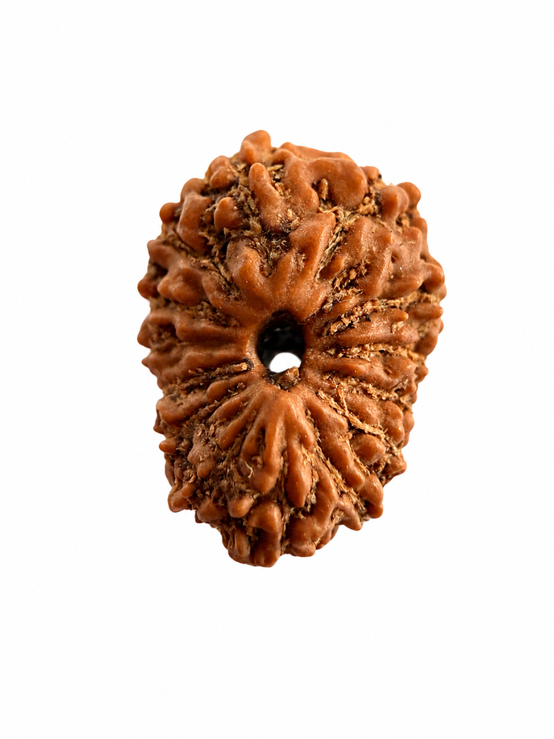 14 Mukhi Rudraksh (14mm +) Indonesian