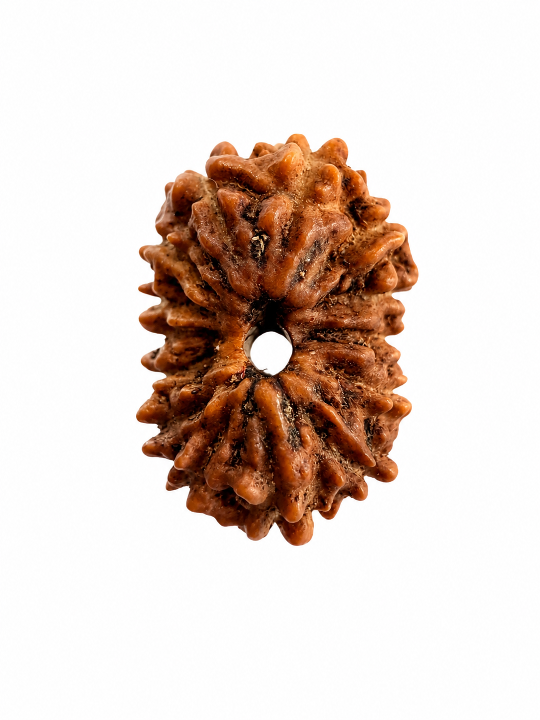 14 Mukhi Rudraksh (14mm +) Indonesian