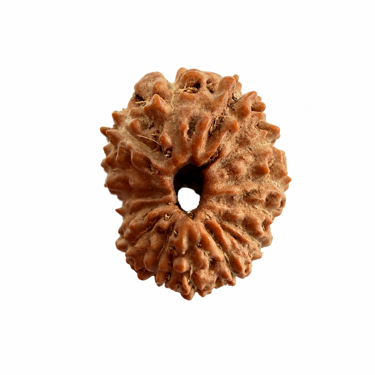 14 Mukhi Rudraksh (14mm +) Indonesian