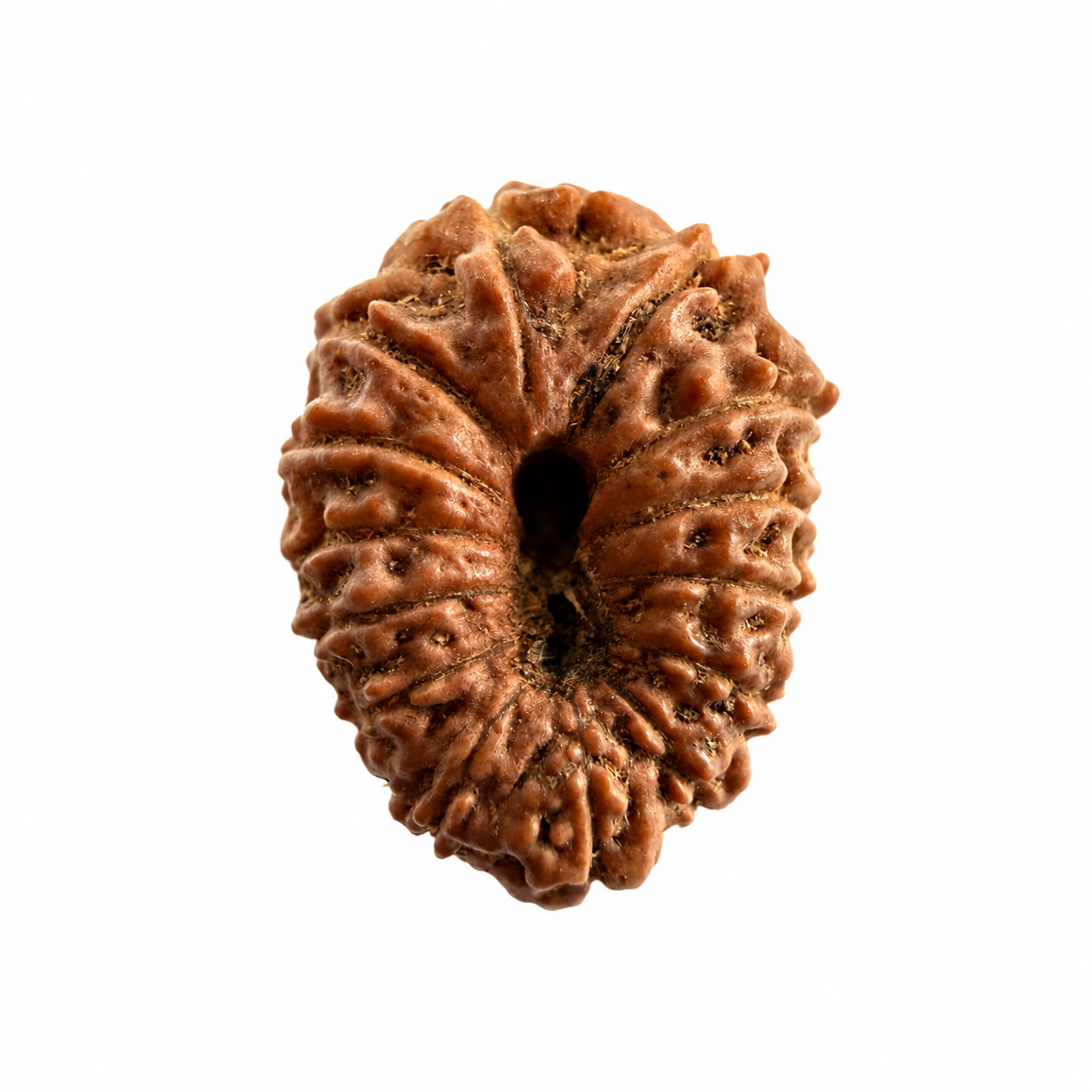 14 Mukhi Rudraksh (14mm +) Indonesian