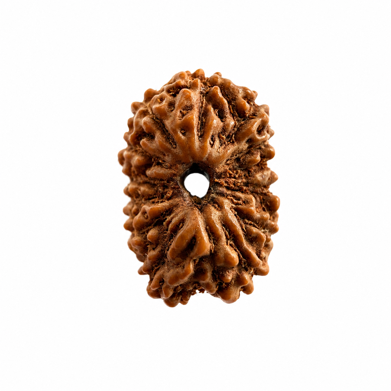 14 Mukhi Rudraksh (14mm +) Indonesian