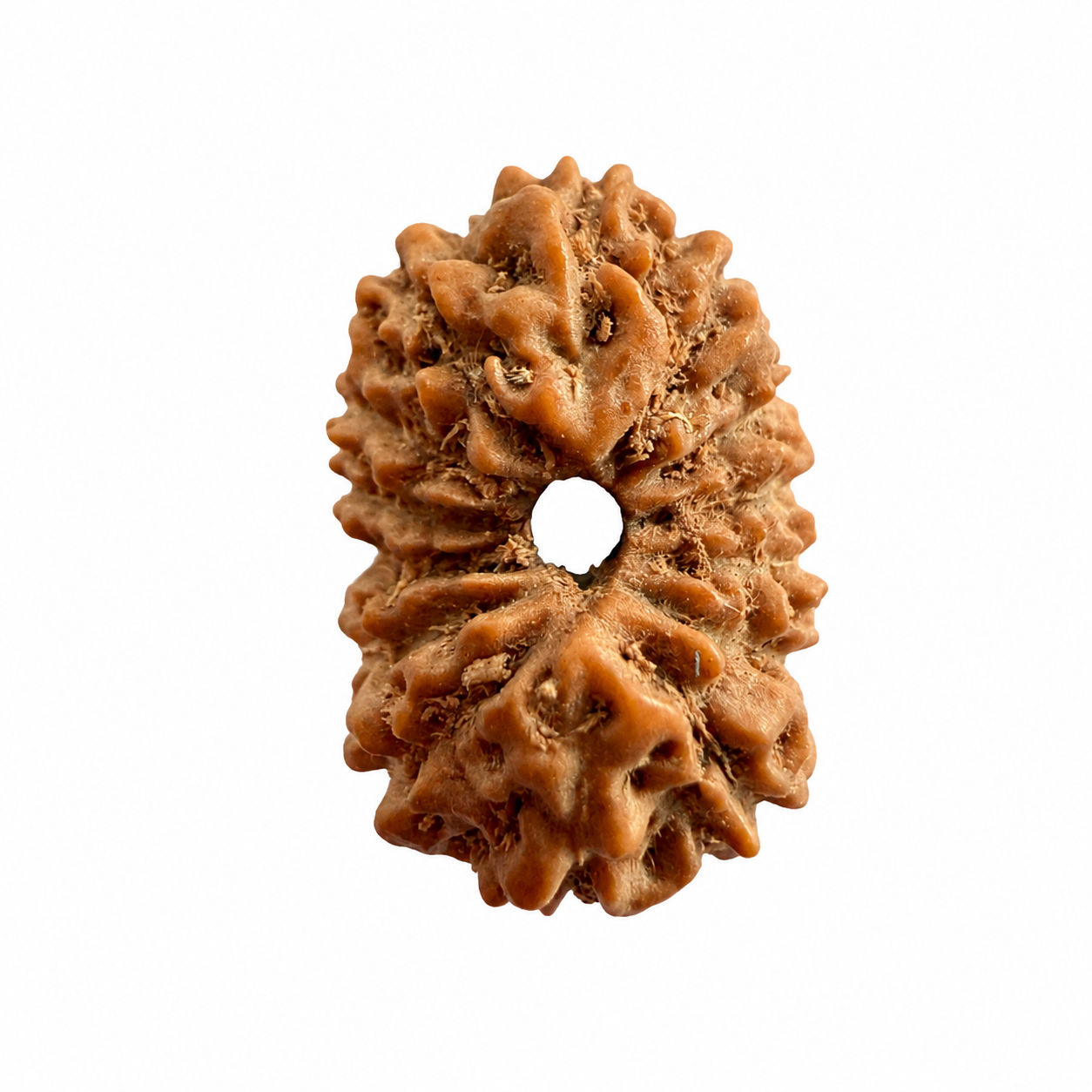 14 Mukhi Rudraksh (14mm +) Indonesian