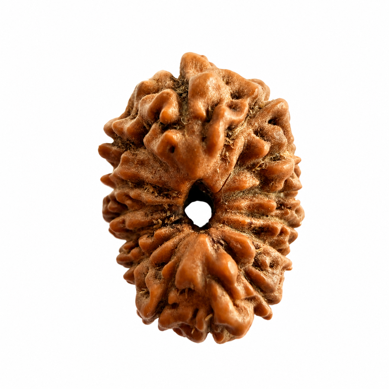 14 Mukhi Rudraksh (14mm +) Indonesian