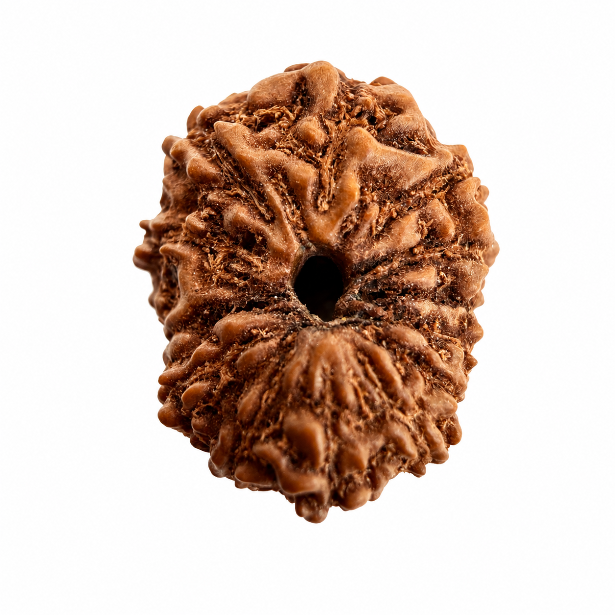 14 Mukhi Rudraksh (14mm +) Indonesian