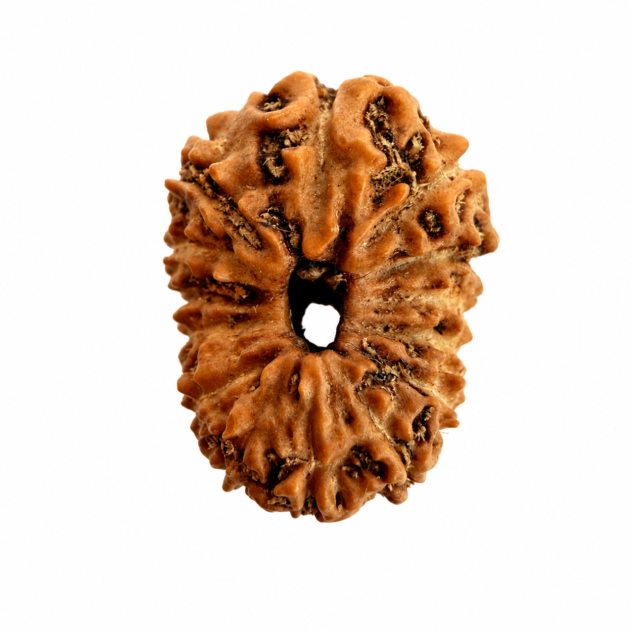 14 Mukhi Rudraksh (14mm +) Indonesian