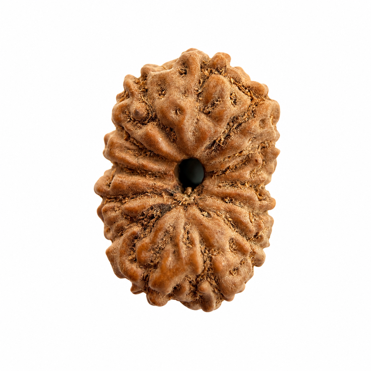 14 Mukhi Rudraksh (14mm +) Indonesian