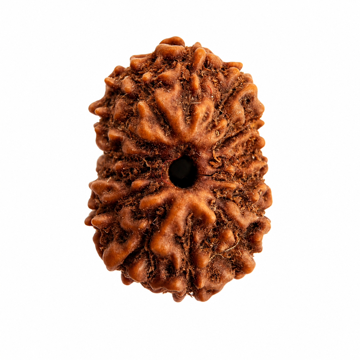 14 Mukhi Rudraksh (14mm +) Indonesian