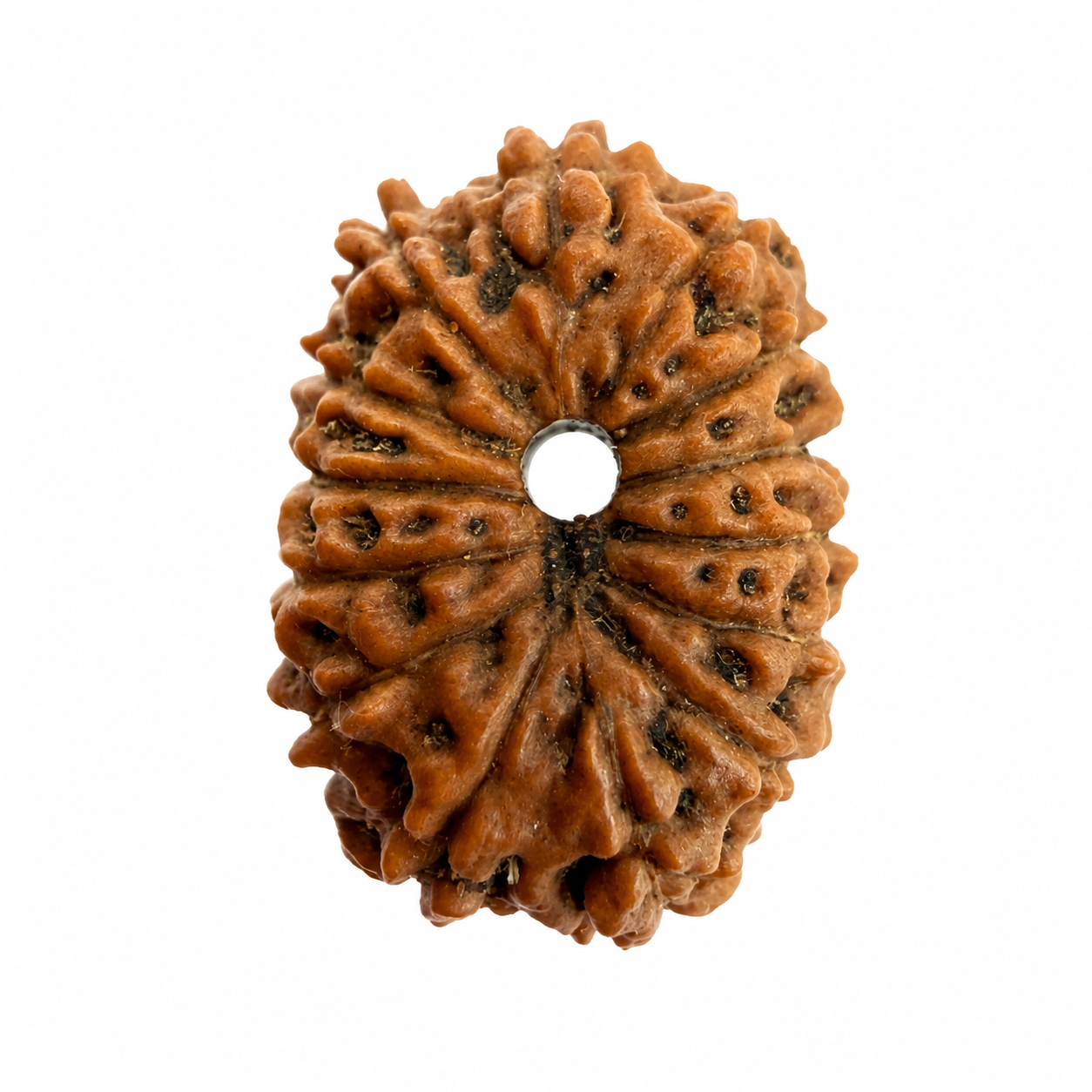 14 Mukhi Rudraksh (14mm +) Indonesian