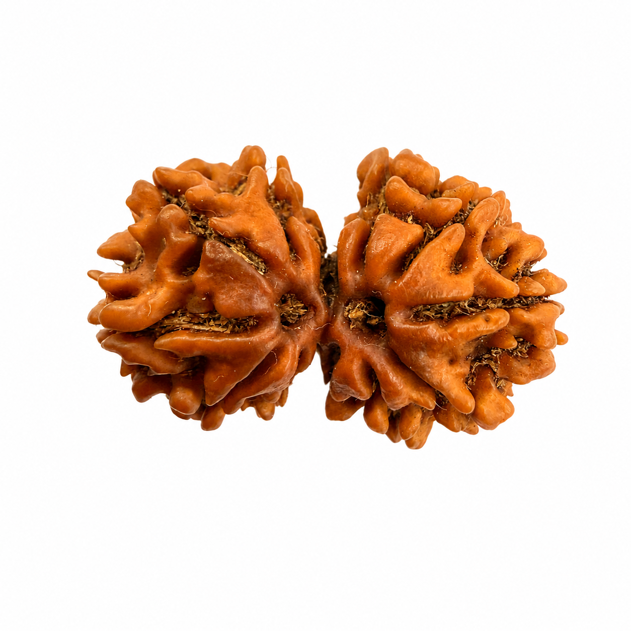 Gauri Shankar Rudraksh (27mm+) Nepali