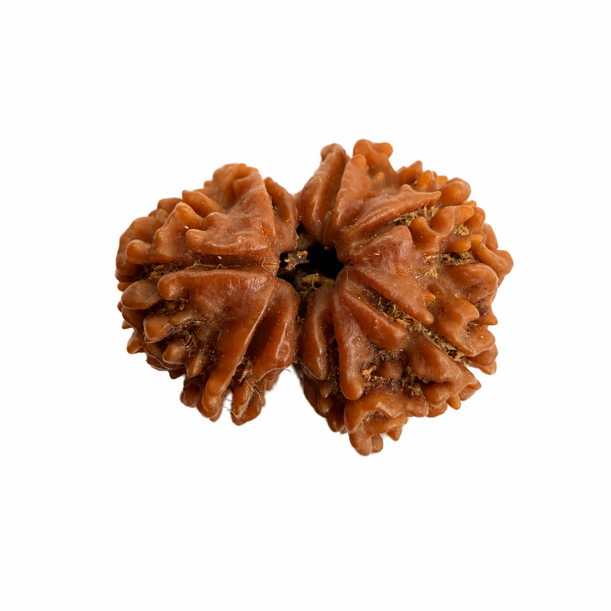 Gauri Shankar Rudraksh (24mm+) Nepali