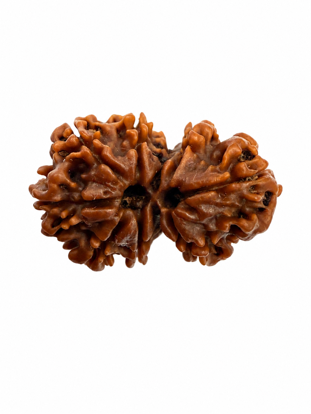 Gauri Shankar Rudraksh (26mm+) Nepali