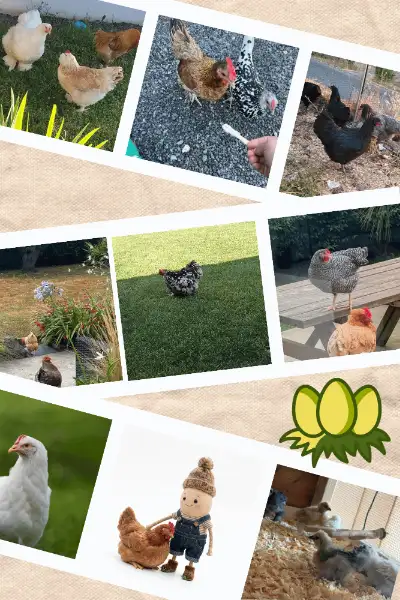 Meilleures races de poules pour débuter : le guide complet 🐔