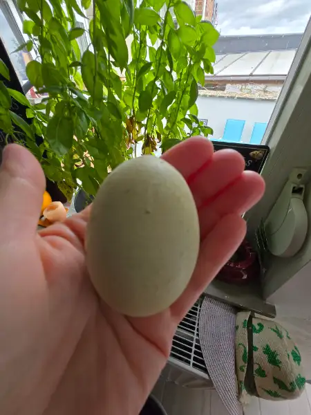 Oeufs frais