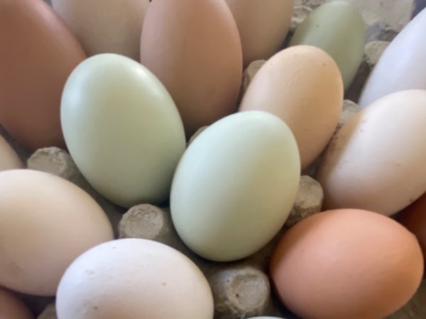 Œufs frai de mes poules