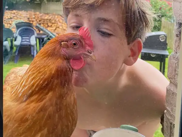 Œufs frais de poules