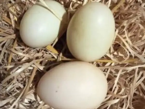 Œufs frais de CANARDS nourris au grains bio