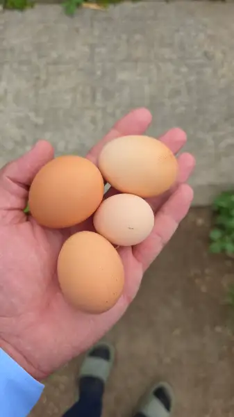 Œufs frais du jour
