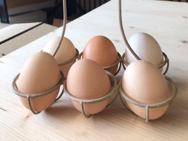 Œufs