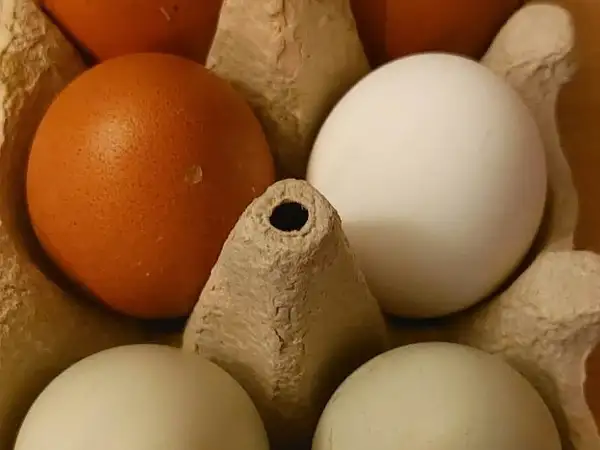 6œufs