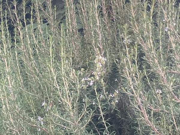 Romarin frais
