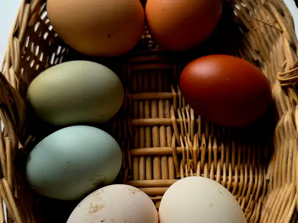 Oeufs frais de poule