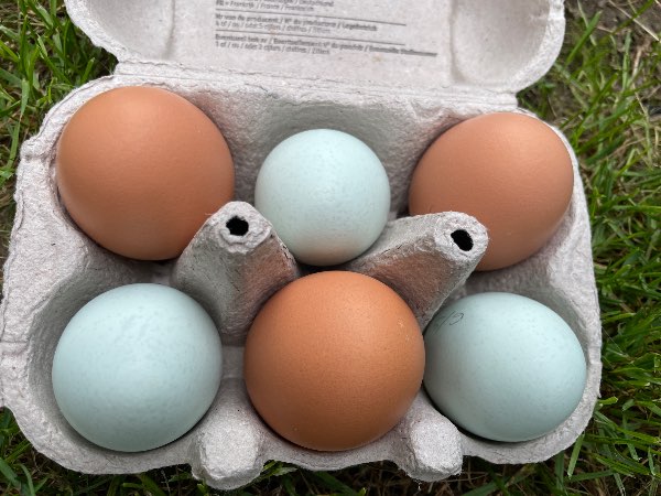 Œufs frais de poule rousse ou d’araucanas