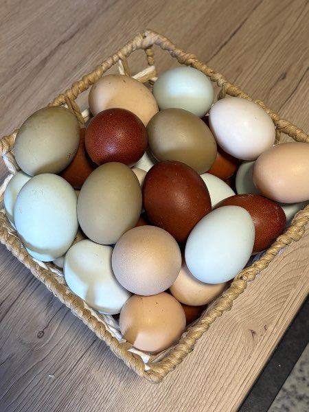 Œufs de couleur