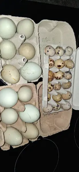 Oeufs frais de poules