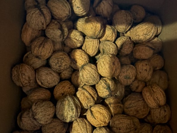 Noix fraîches