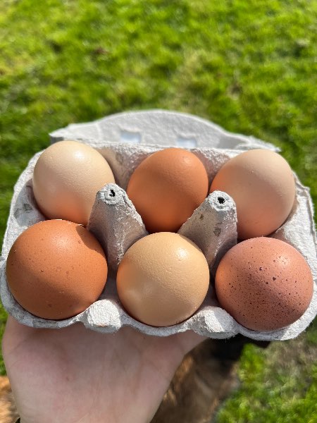 Œufs de poule frais/ extra frais 