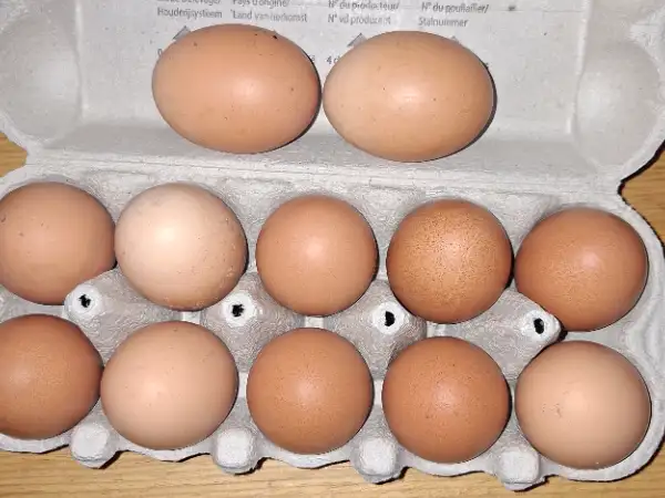 Œufs maison extra frais