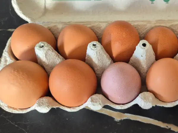 Oeufs de poules