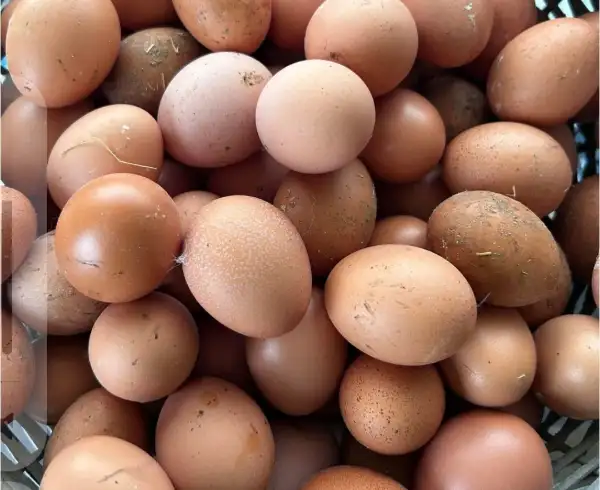 Oeufs de poules