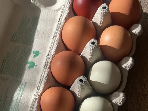 Oeufs frais de poules élevées en plein air