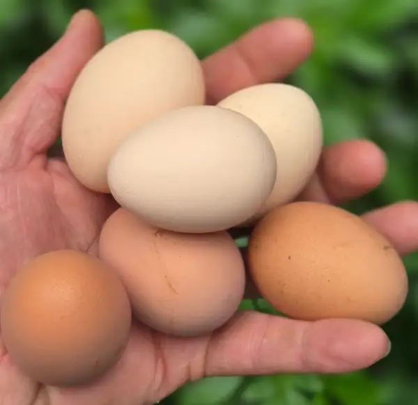 Oeufs extra frais