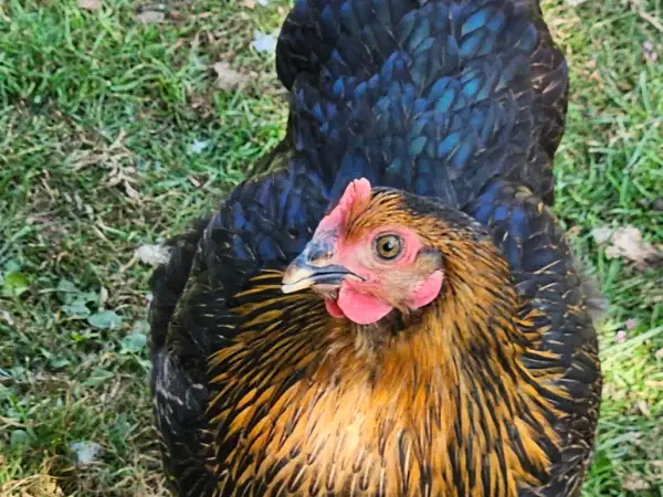 Oeufs frais