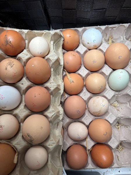 Œuf frais de poules de famille 