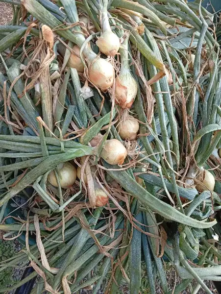 Oignon nouveau