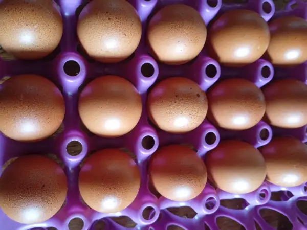 Oeuf frais du jour