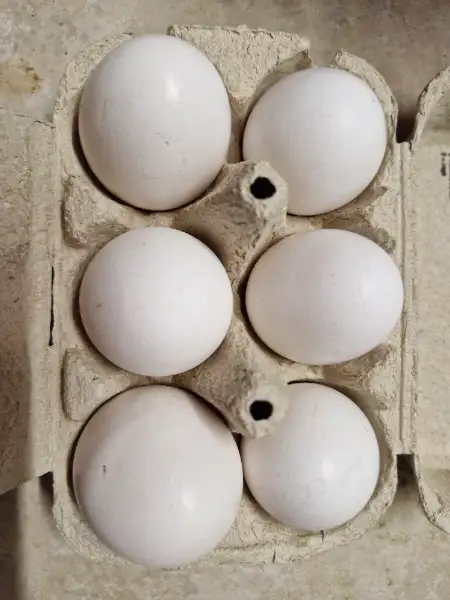 Oeufs frais et extra frais