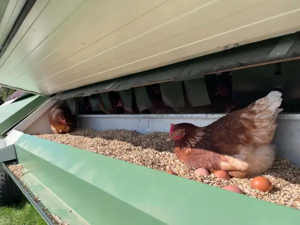Oeufs de pâturage extra-frais